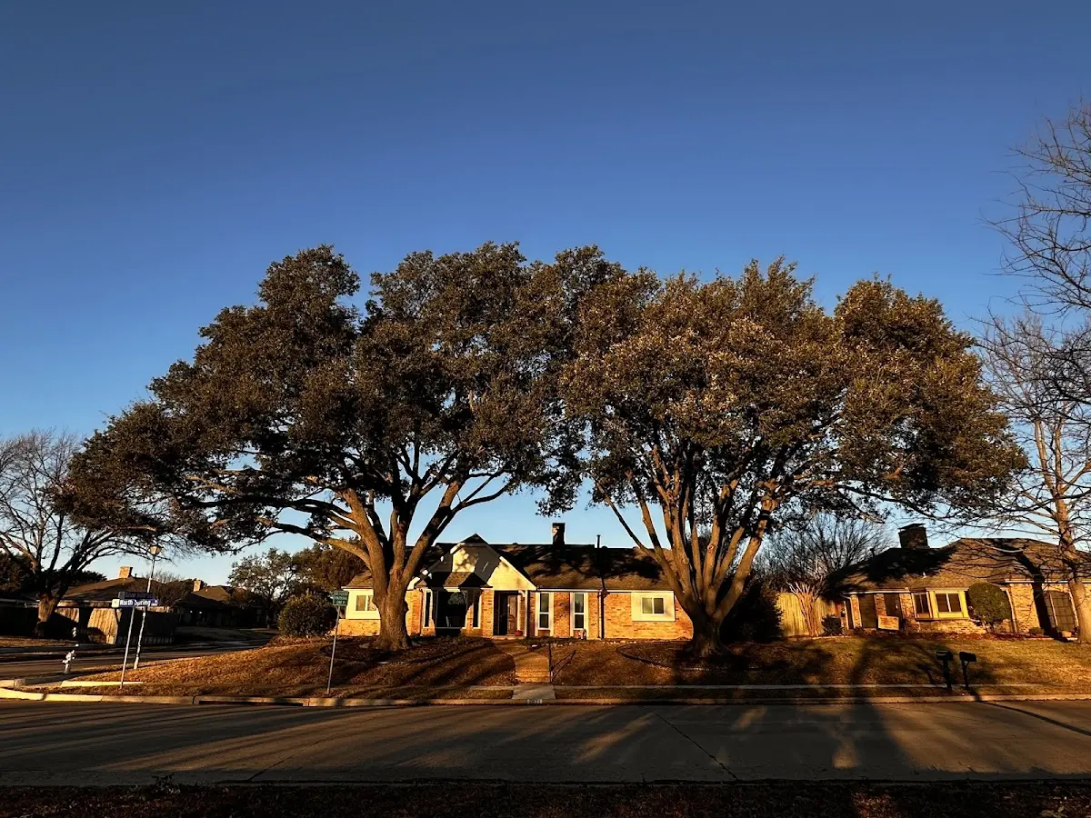 Established residential canopy tree shading a home in Little Ferry